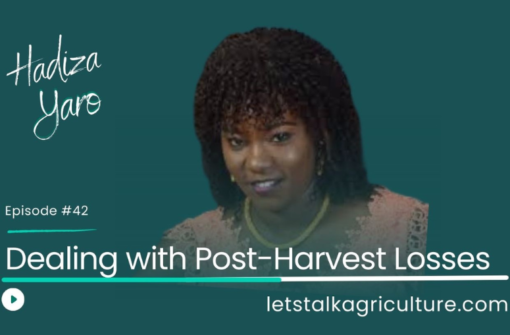 Episode 41: Dealing with Post-Harvest Losses with Hadiza Yaro