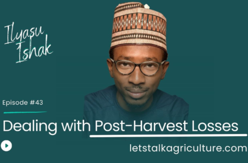 Episode 42: Dealing with Post-Harvest Losses with Ilyasu Ishak